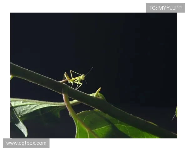 终点线前的 “螳螂”:跑者的失控与释放 终点线前的 “螳螂”:跑者的失控与释放